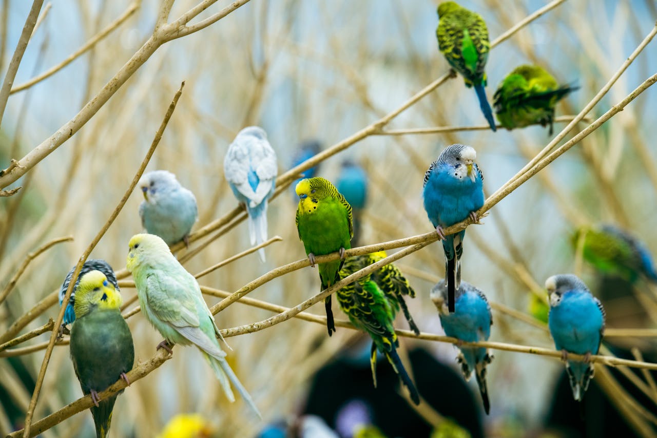 Budgerigars