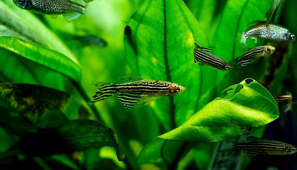Zebra Danio