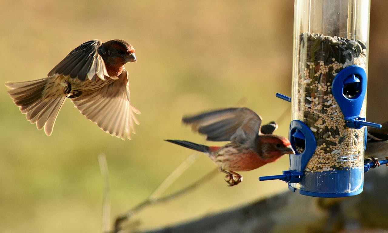 Finches