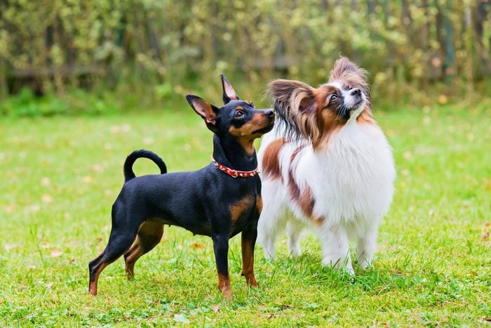 10 Small Dog Breeds for Family