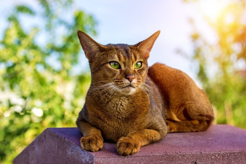 Abyssinian Cats