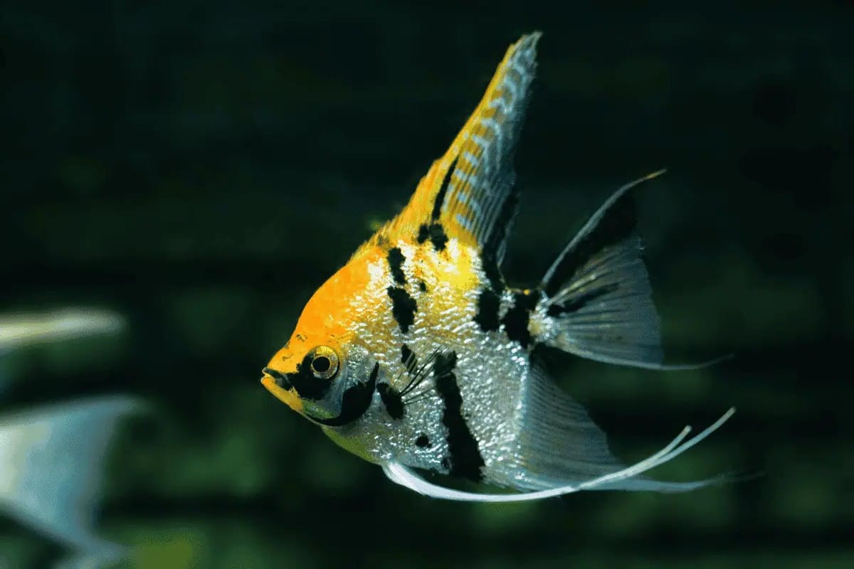 Angelfish