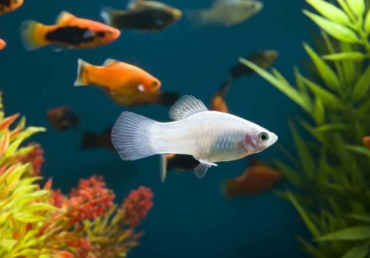 Platy Fish