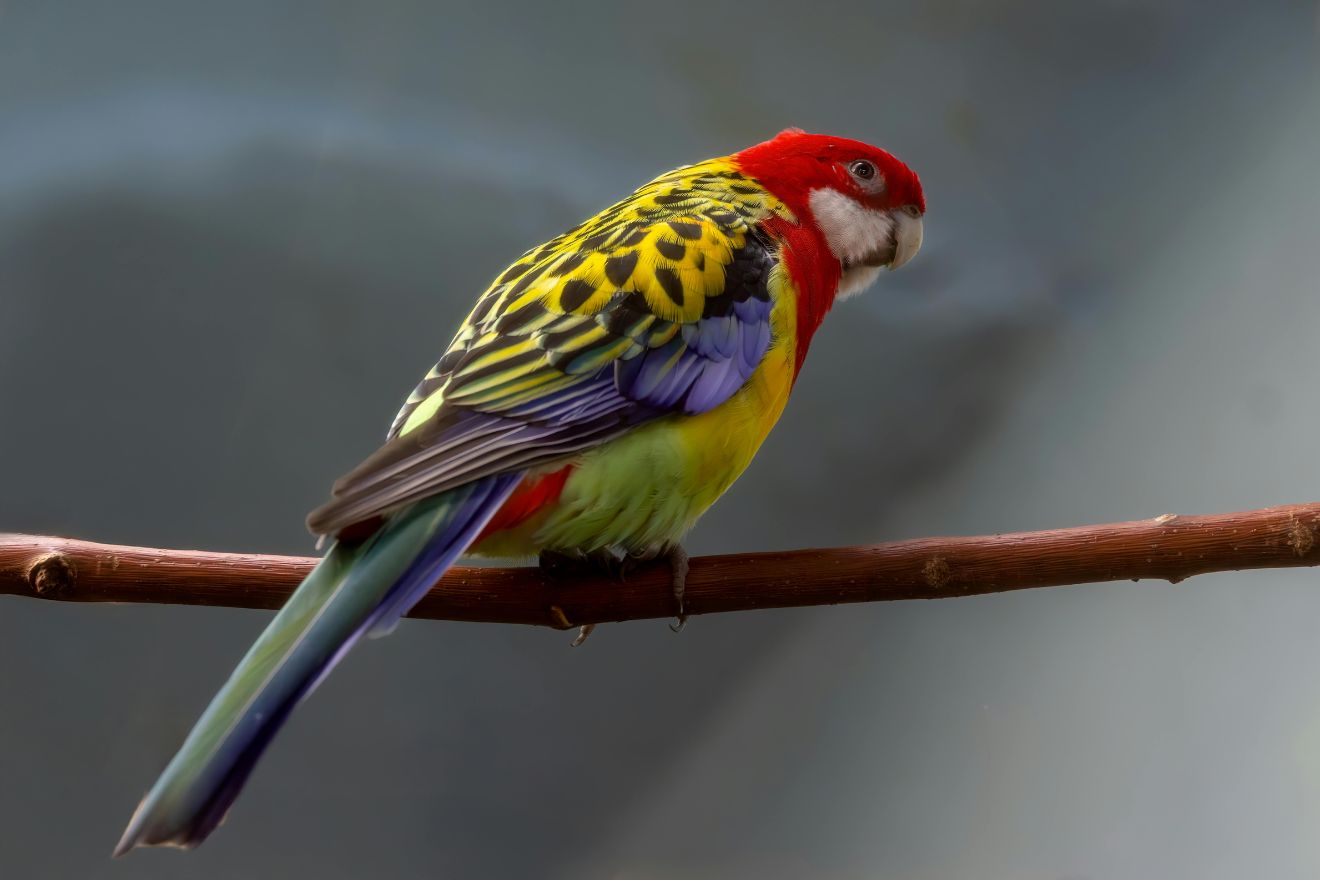 Rosella Parakeet