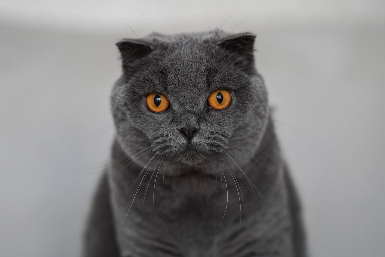Scottish Fold cats